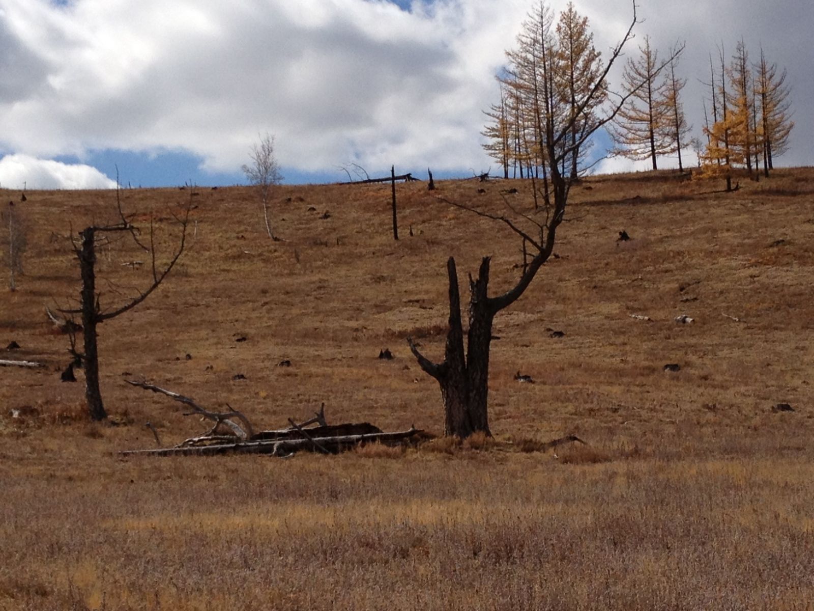 Destroyed trees at Tuul River Valley